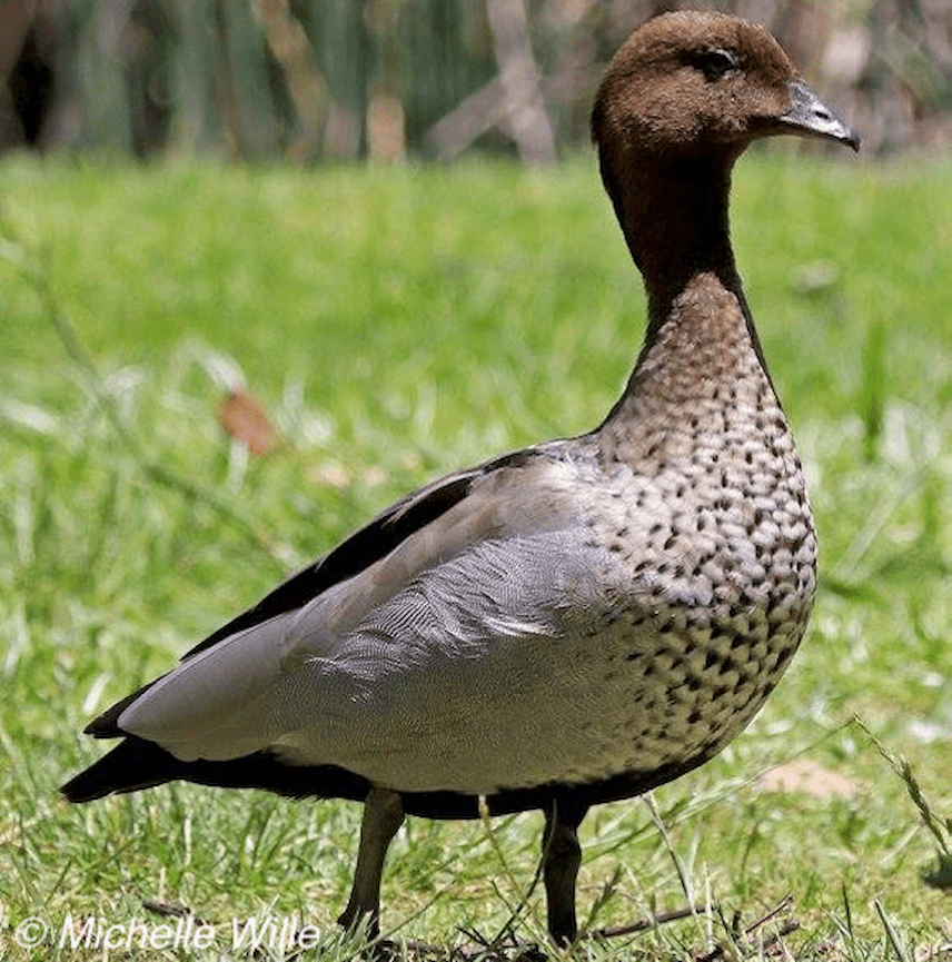 one wood duck, standing on grass